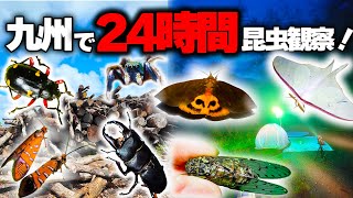 After observing insects for 24 hours straight in Kyushu, I