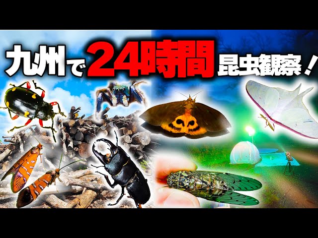 After observing insects for 24 hours straight in Kyushu, I