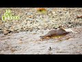 Alaska's National Forests and Ecosystems Quiz