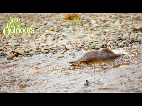 Decoding the Tongass National Forest Food Web