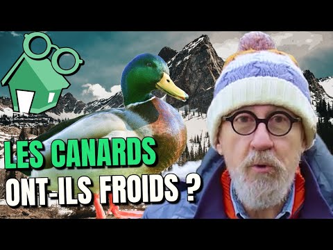 Vidéo: Les canards sont-ils plus efficaces ?