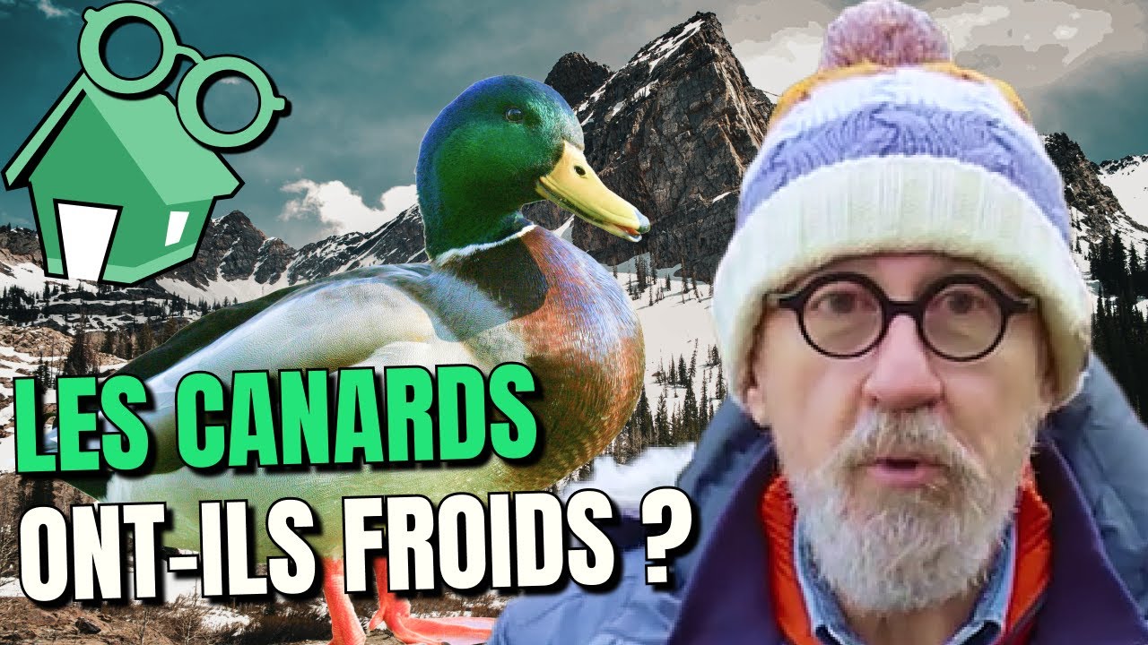 Pourquoi Dit On Froid De Canard