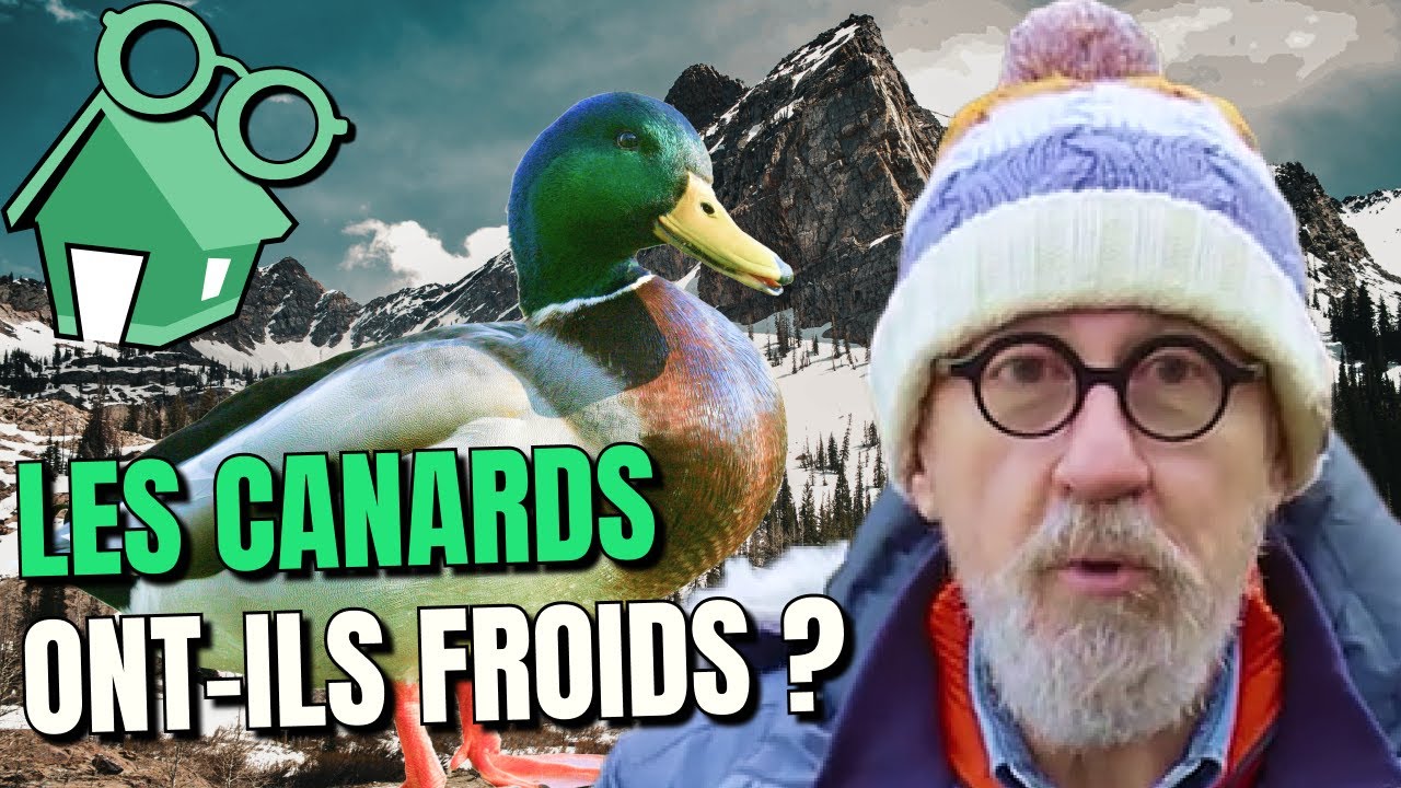 🦆 Pourquoi les canards n'ont jamais froid !? 🥶