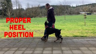 Train Your Dog Correct Heel Position and Stop Their Lagging