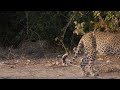 A Leopard Cub Gets On-the-Job Training from Mom