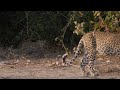 Malaika's Adventures: Learning to Hunt