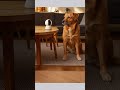 HiLook Indoor WLAN-Kamera: 360° Blick, Nachtsicht &amp; 2-Wege-Audio – Haustiere &amp; Baby im Blick #Shorts
