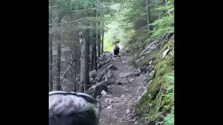 Grizzly Meets Us On The Trail In Glacier National Park-June 2021