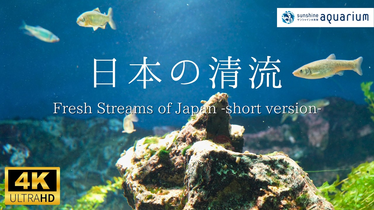 4K】サンシャイン水族館の日本の清流 ショートバージョン (Fresh