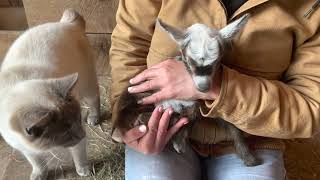 Betty the baby goat is hopping after rough start!
