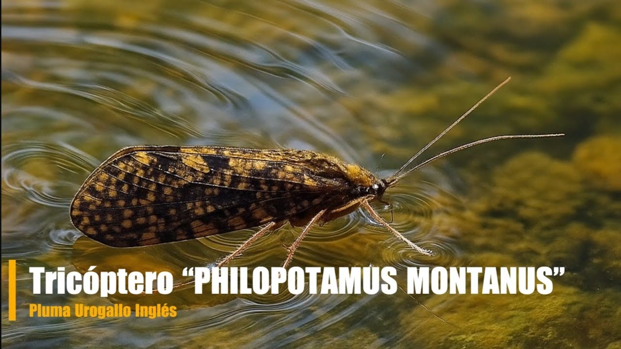 🎣Montaje Tricóptero “PHILOPOTAMUS MONTANUS”