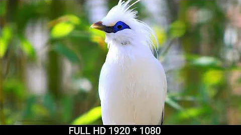 1920x1080  FULL HD VIDEO !! ULTRA HD !! 4K !! ANIMALS !! BIRDS !!