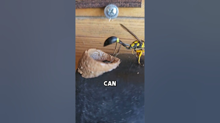 This Hornet Shocked the Internet 🐝