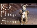 Greyhound Rescue Dog Portrait Photo Shoot