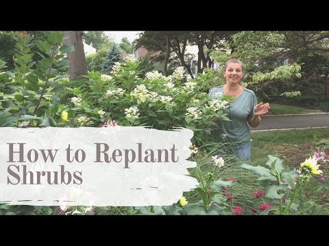 How To Replant Large Shrubs ~ Replanting Shrubs ~ Y Garden