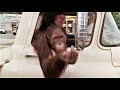 Clyde the orangutan gets rowdy