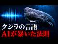 まるで中国語…学者も驚愕したマッコウクジラの言語構造