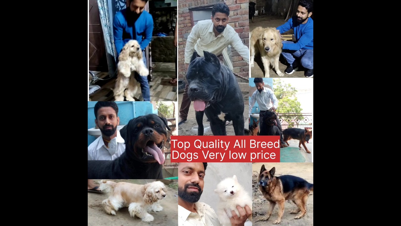 All Breed's Top Quality Dogs/Self Dog Training Tips at home available