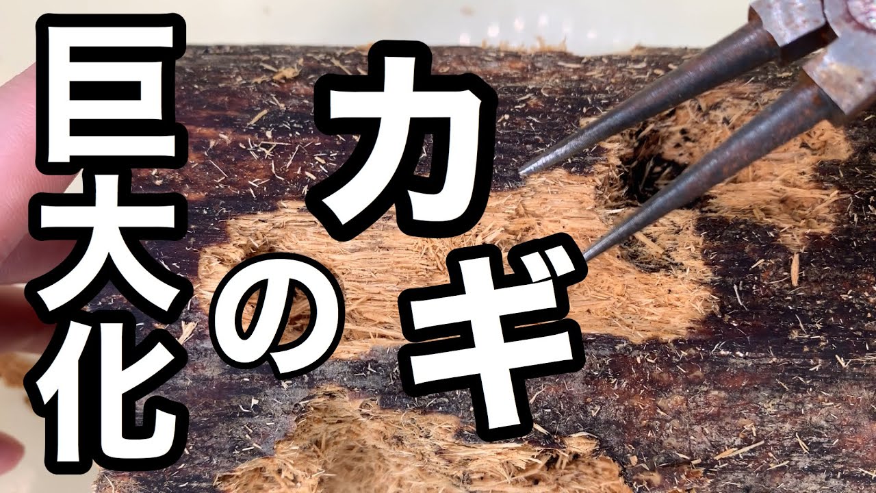 【デカくするなら、○○で割り出せ】材割のタイミング、重要です。オオクワガタ産卵セット解体。