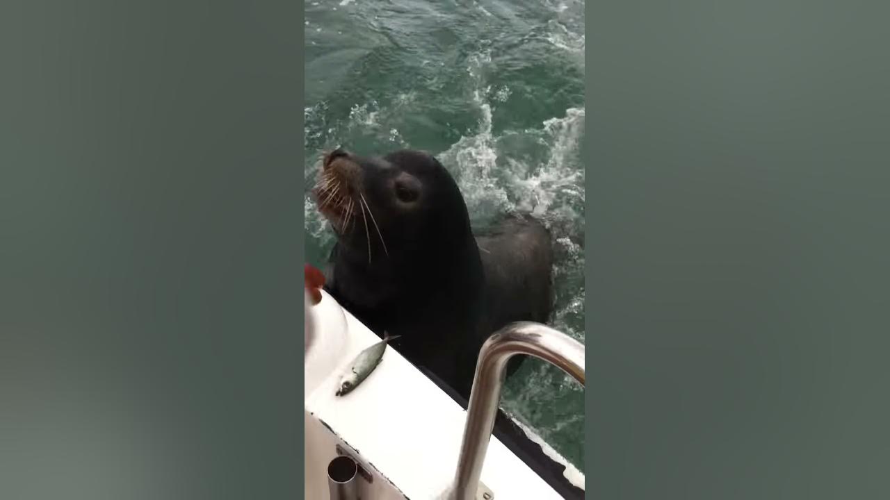 Sea Lion jumps on boat! YouTube
