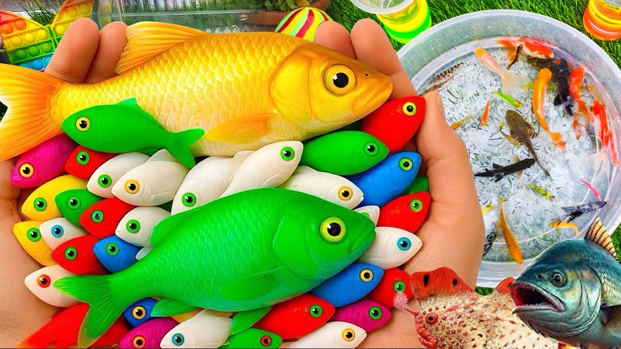 Fish Catching Fish Shifting in Home Made Pond | Ikan Goldfish, Koi, Catfish,Ill, silvercup-EP 213