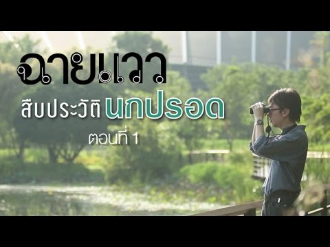 วีดีโอ: นกปรอด: ชีวประวัติ ความคิดสร้างสรรค์ อาชีพ ชีวิตส่วนตัว