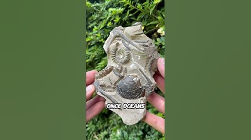 Why Scientists Search for Hidden Fossils?