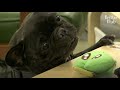 Shocking Reason Why A Dog's Obsessed Over Anything Even Garbage Is.. | Kritter Klub