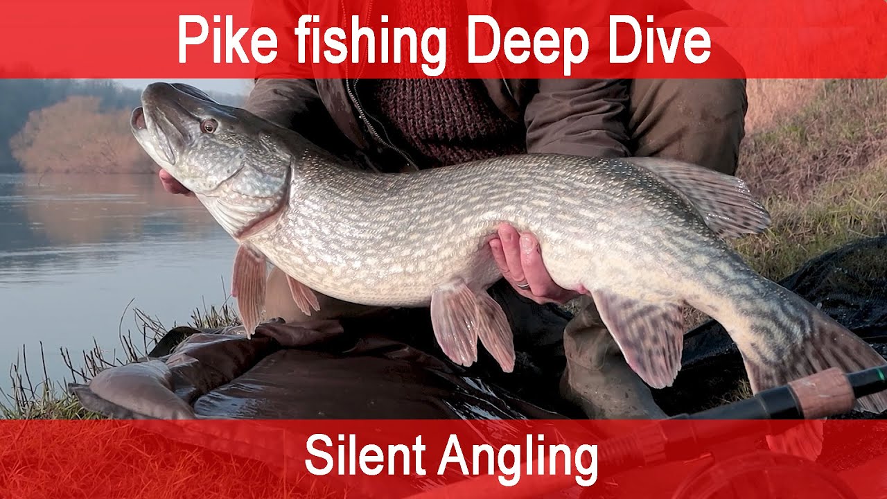 Pike fishing River UK - Rigs Tackle Technique Bait - Deep Dive - Silent Angling