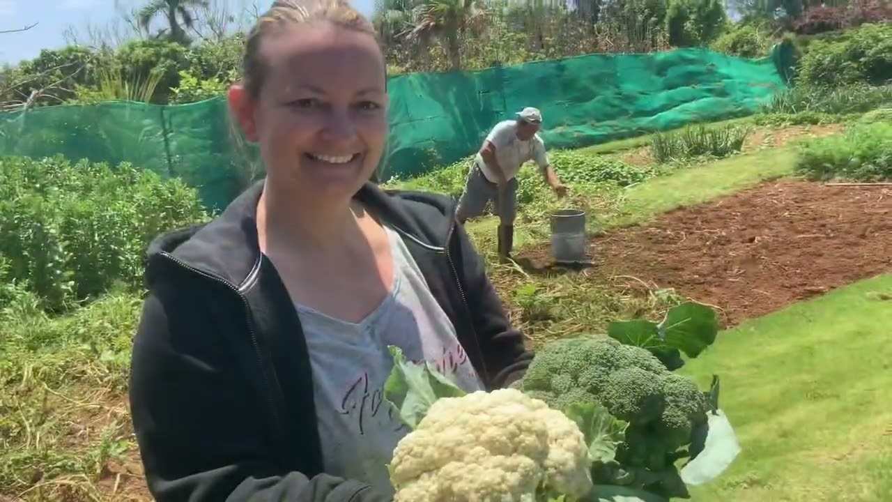 Último Vídeo de minhas Hortas de este Ano