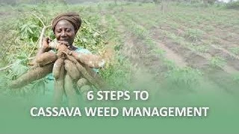 (Tiv) Six steps to harvesting more than 20 tons per hectare of cassava with improved weed control