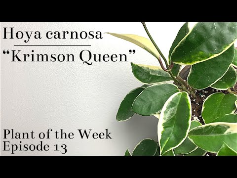 How To Care For Hoya Carnosa Krimson Queen | Plant Of The Week Ep. 13