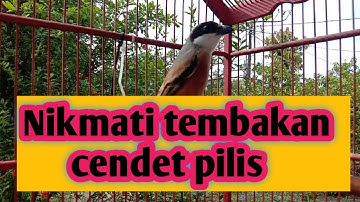 Cendet gacor full isian gereja dan tengkek buto  #cendetgacor #pancingancendet #masterancendet