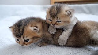 The kitten that won't get off its brothers' backs is cute