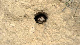 Sand Martin.avi