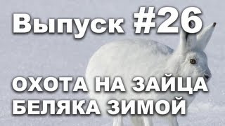 Выпуск 26: Охота на зайца беляка зимой видео 2013 Выпуск 26: Охота на зайца беляка зимой видео 2013