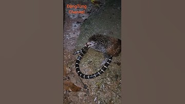 Bìm bịp ăn rắn cạp nia cực độc #chimsănmồi #карелия