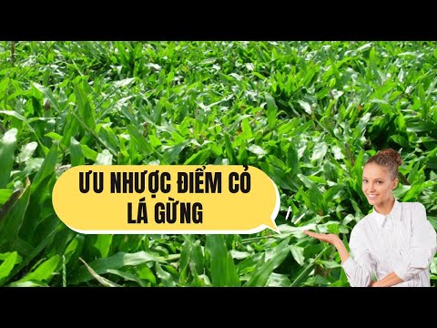 Video: Tre: mọc ở đâu và tốc độ ra sao? Tre là cỏ hay cây?