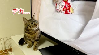 家に届いたテレビがデカすぎて困った反応をする猫が可愛すぎたw