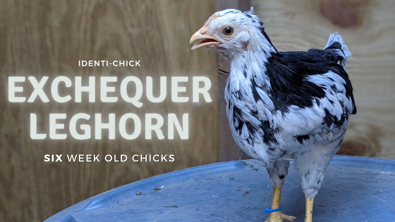 Leghorn Exchequer Erfahrungen _ Complete Breed Facts: A Leghorn Chicken ...
