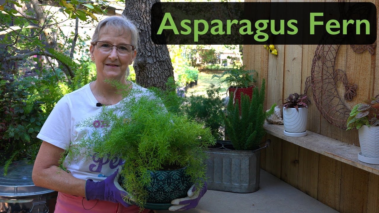 Выращивание папоротника спаржи