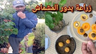 #طريقة_زراعة_بدور_المشماش_بعد أكل الفاكهة. نصيحة  مجربة وناجحة % ابتداءا من اليوم لا ترمي البدور .