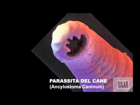 Video: Parassiti Della Discarica Astrale. - Visualizzazione Alternativa