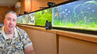 Moving Tons of Fish & Adding New Rare Species  Fish Room Update Ep. 129