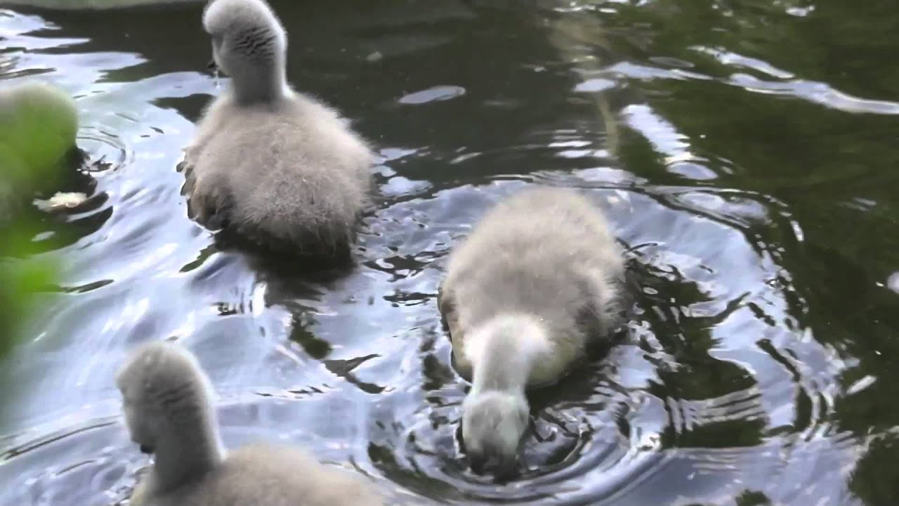 🦢 Mute Swans + babies 🐣 2011 by Ani Male YouTube