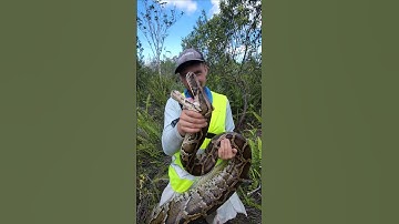 MONSTER! #fyp #foryou #explorepage #explore #snake #reptile #python #burmesepython #florida #fypシ