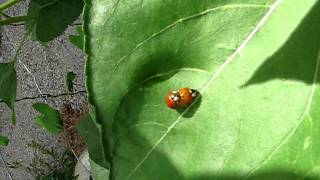 Ladybug Picnic