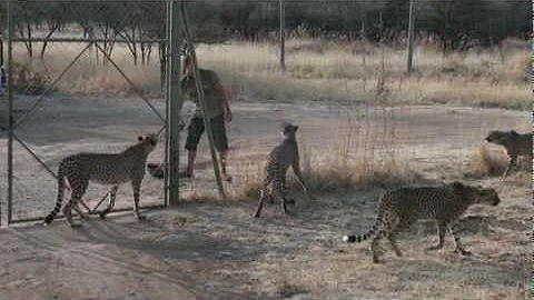 Cheetahs Feeding