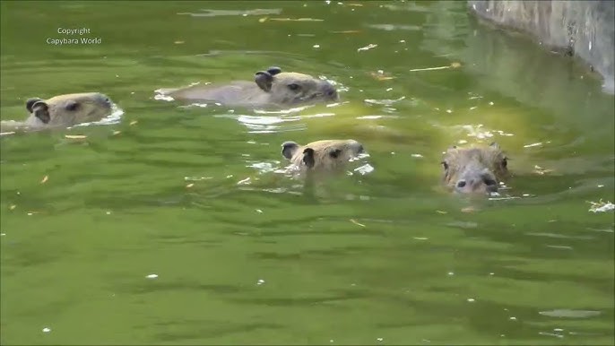 Part 4, Capybaras Fighting SCARY (Kumala vs Savesta) #foryou #fyb #far