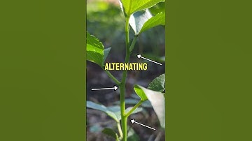 This is so important to know #botany #nature #plants